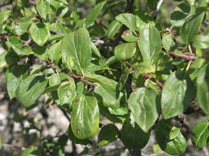 Rhamnus cathartica